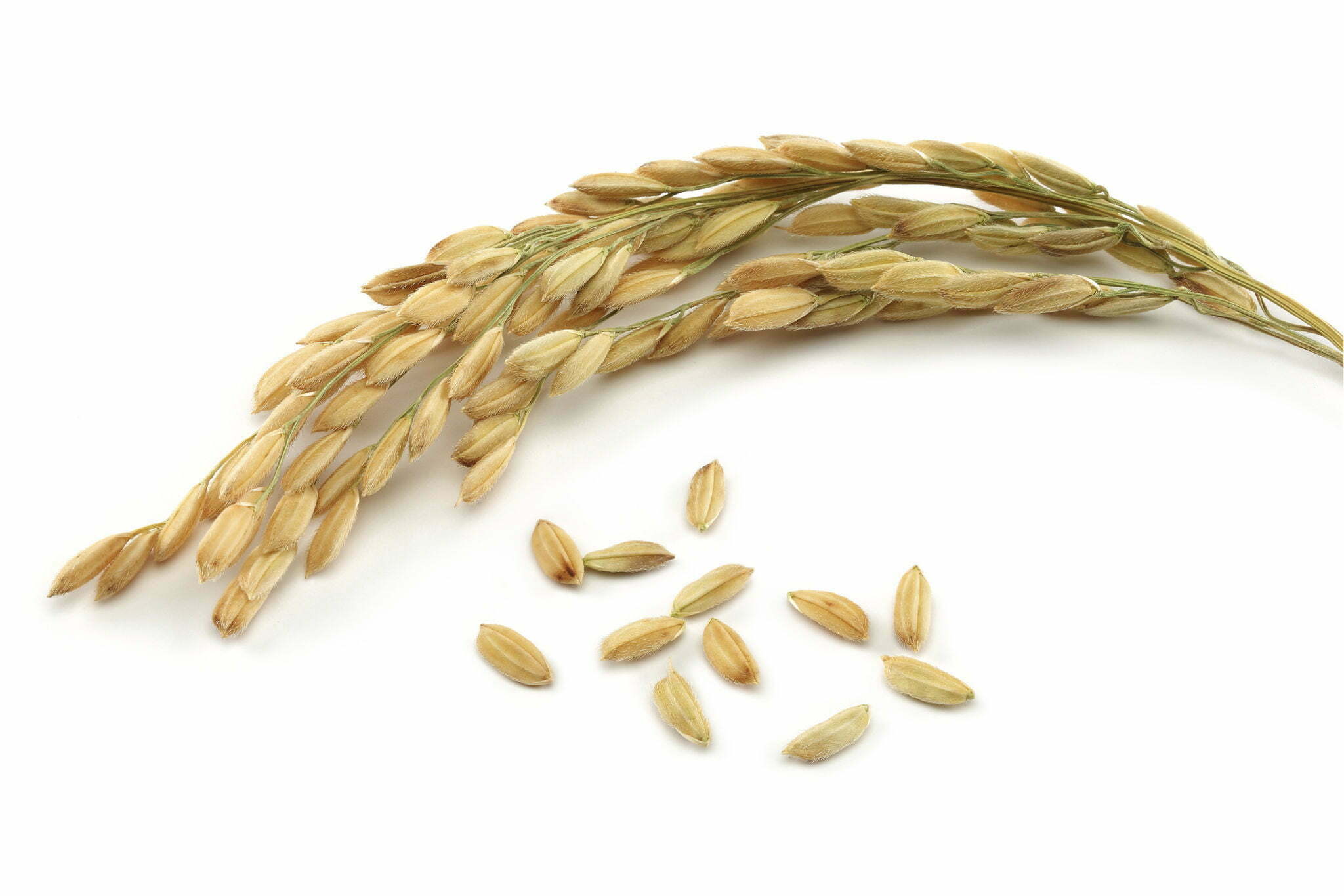 Rice