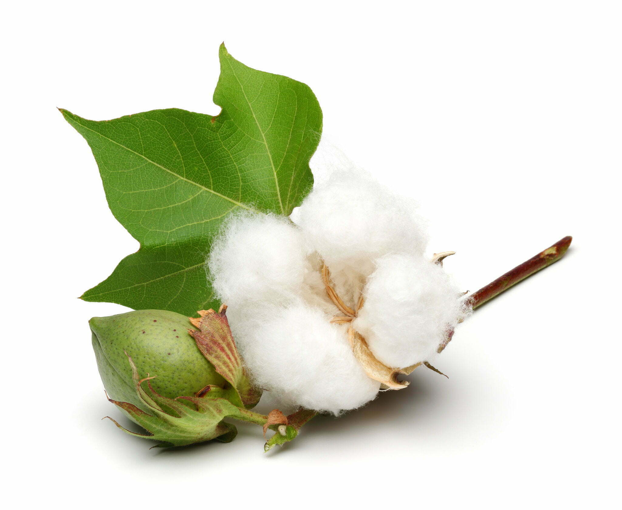 Cotton