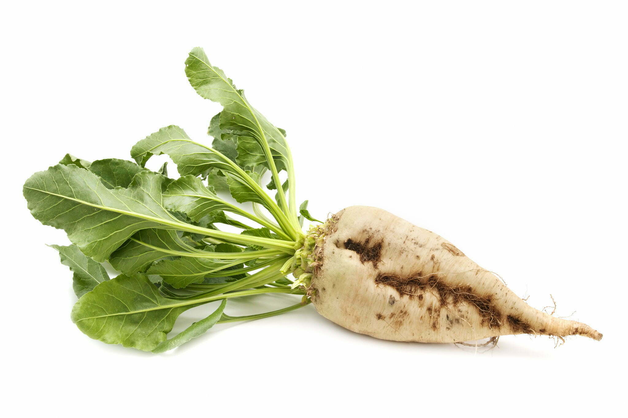 Suger beet