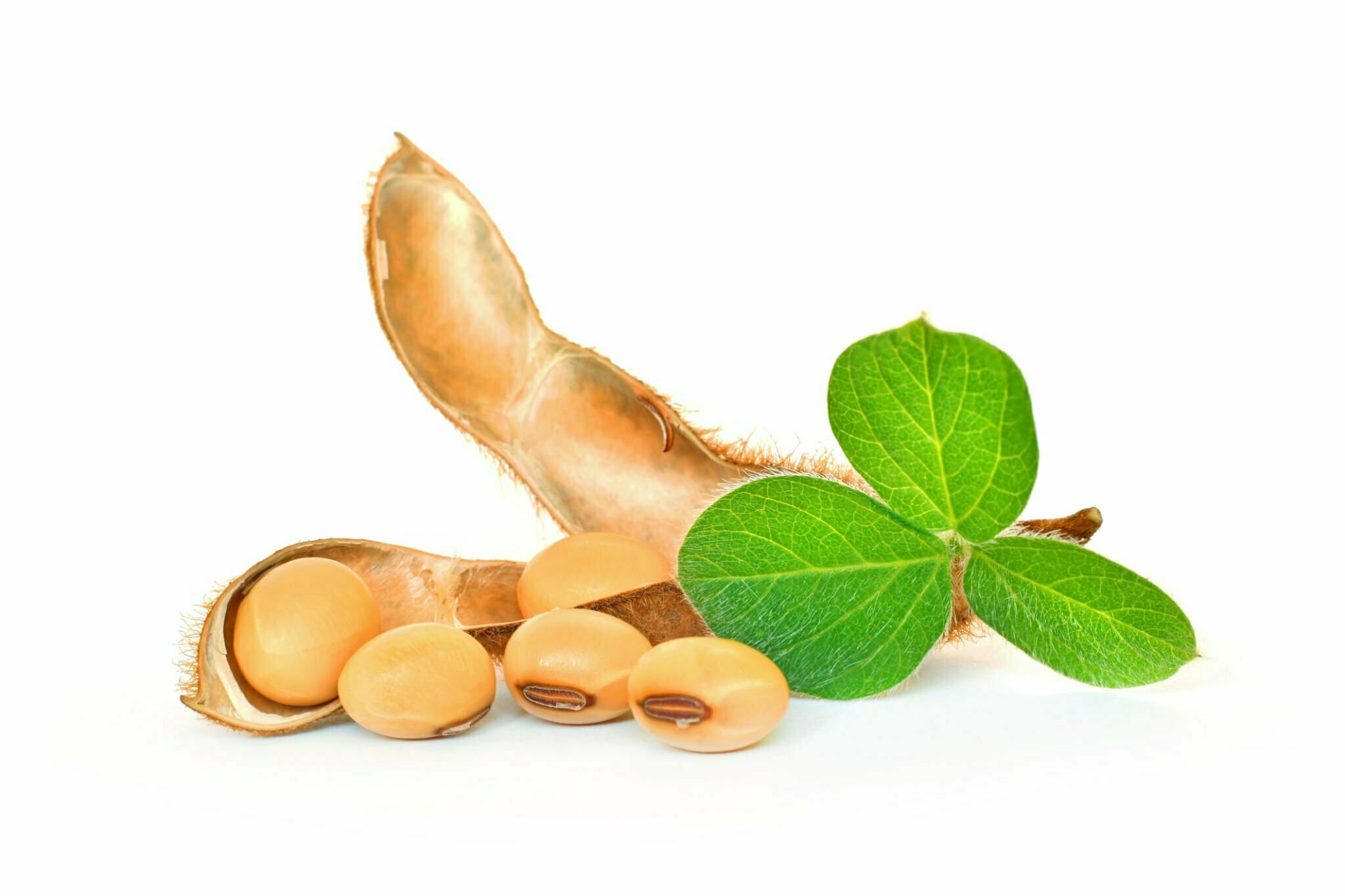 Soybean