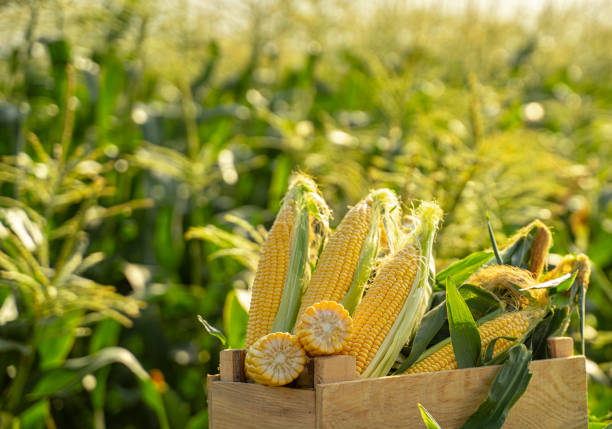 Maize crop