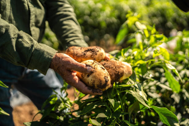 Potato crop
