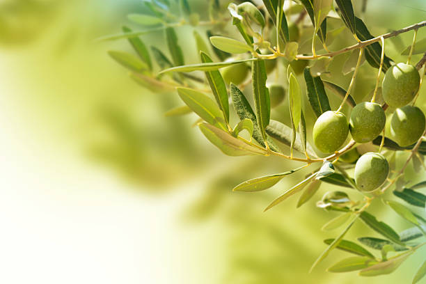 Olive crop