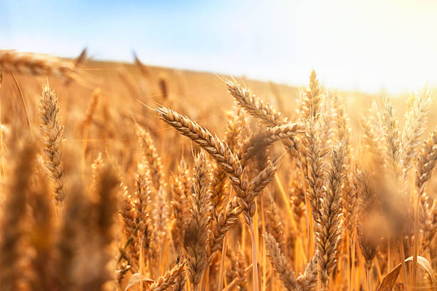Wheat crop