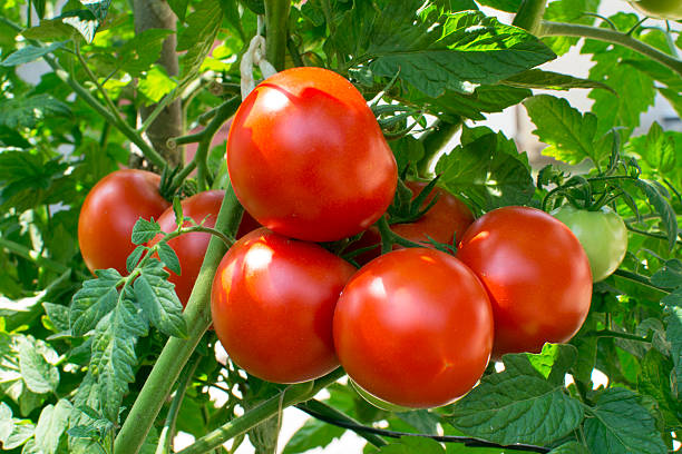 Tomato crop