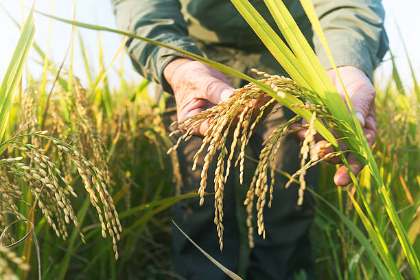 Rice crop